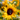 Eine Nahaufnahme einer Biene, die Pollen auf dem dunklen Zentrum einer leuchtend gelben Sonnenblume sammelt. Die Sonnenblume steht bei hellem Sonnenlicht vor einem unscharfen Hintergrund weiterer Blumen.
