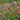 Eine Nahaufnahme einer bunten, blühenden Blumenwiese (Wildblumenmischung) mit einer Vielzahl von Blumen in den Farben Rot, Gelb, Rosa, Lila und Weiß. Die Szene ist von üppigem Grün und Sonnenlicht dominiert. Die Blumenwiese ist wahrscheinlich eine Nahrungsquelle für Bienen und symbolisiert Blütenhonig oder Natürlichkeit.