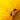 Eine Honigbiene in Nahaufnahme, die auf dem dunklen, strukturierten Zentrum einer leuchtend gelben Sonnenblume Pollen sammelt. Die Biene ist scharf dargestellt, während die gelben Blütenblätter der Sonnenblume einen leuchtenden Rahmen um das Motiv bilden.