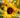 Eine Nahaufnahme einer Biene, die Pollen auf dem dunklen Zentrum einer leuchtend gelben Sonnenblume sammelt. Die Sonnenblume steht bei hellem Sonnenlicht vor einem unscharfen Hintergrund weiterer Blumen.