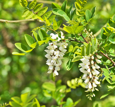 Acacia honey, ORGANIC