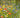 Bunte Wildblumenwiese mit Mohn, Kornblumen und gelben Blüten